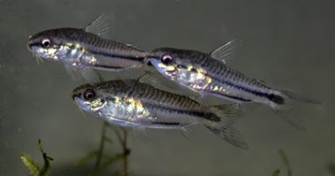 corydoras pygmaeus2
